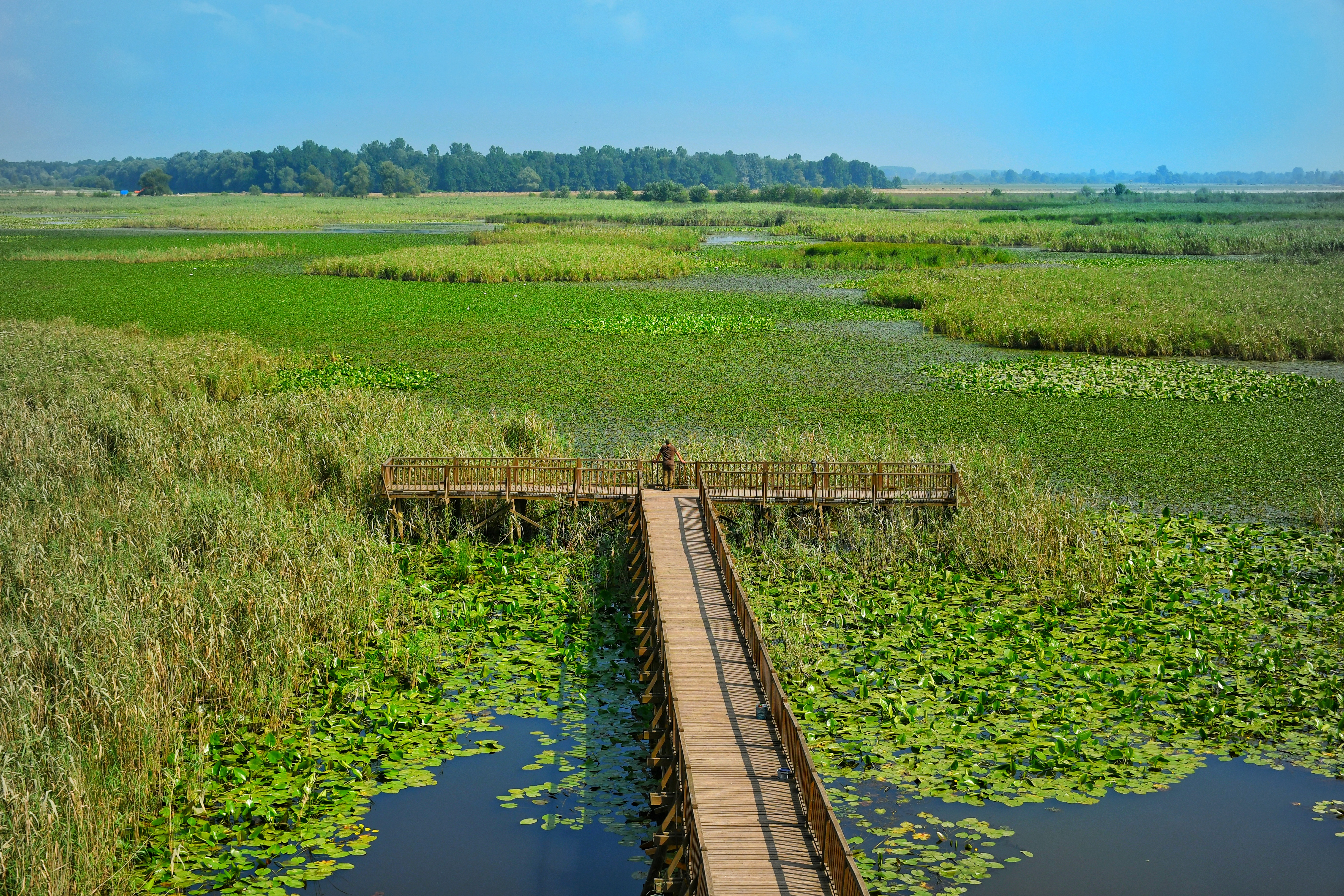 Efteni Gölü’nde Kuş Gözlemciliği: Ne Zaman, Nasıl?